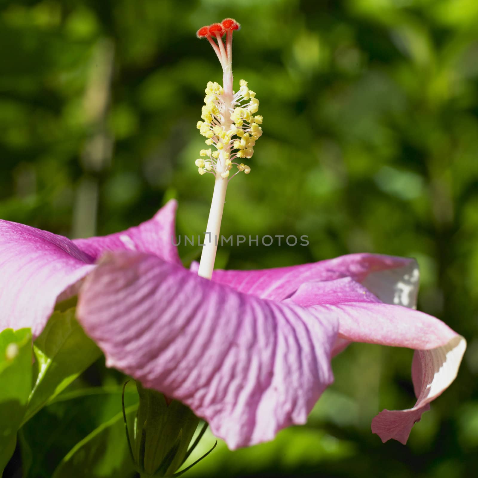 hibiscus, Orquideario Soroa, Pinar del Rio Province, Cuba by phbcz