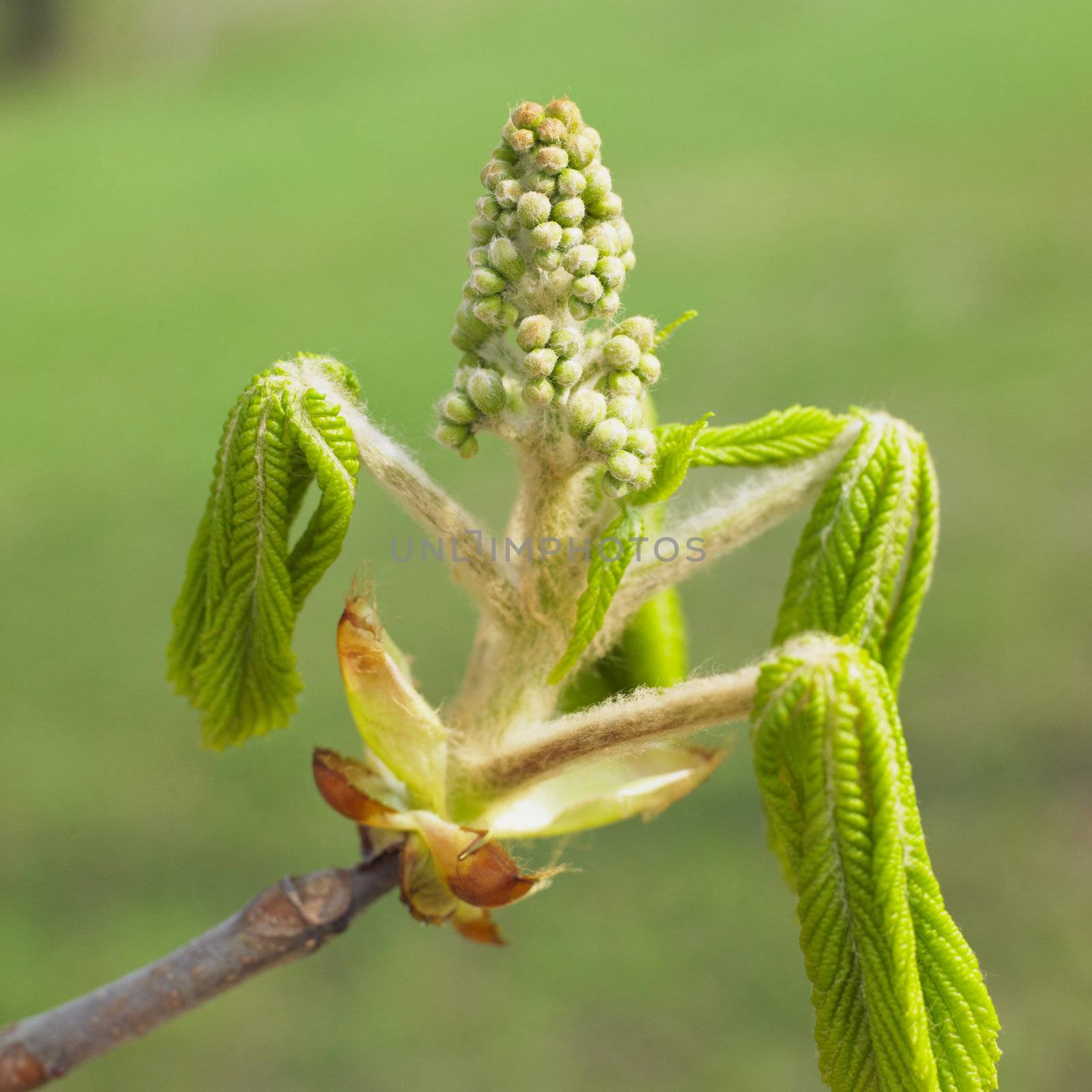 chestnut bud