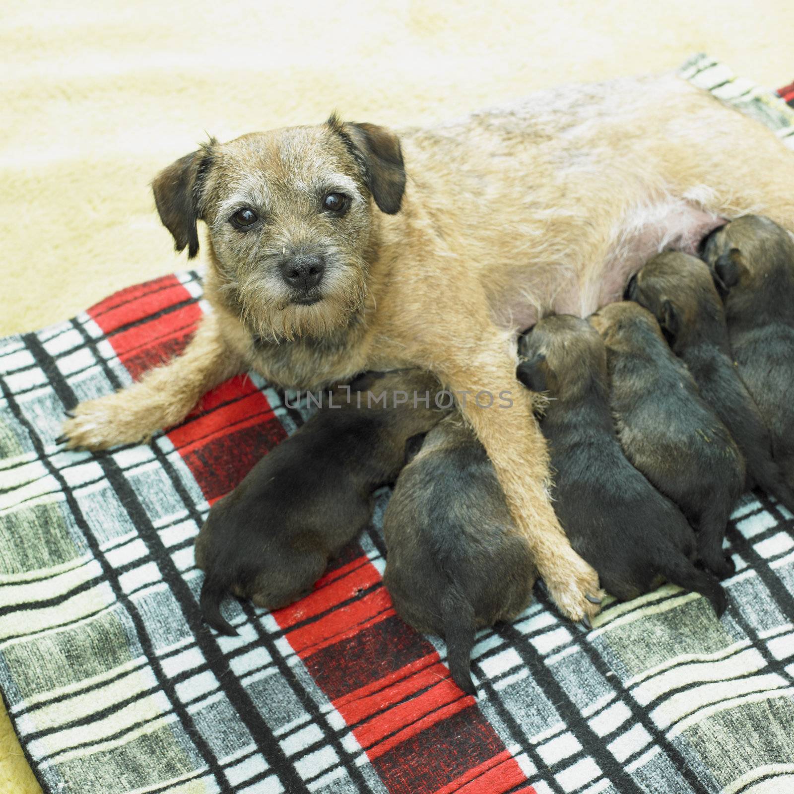 female dog with puppies (Border Terrier) by phbcz