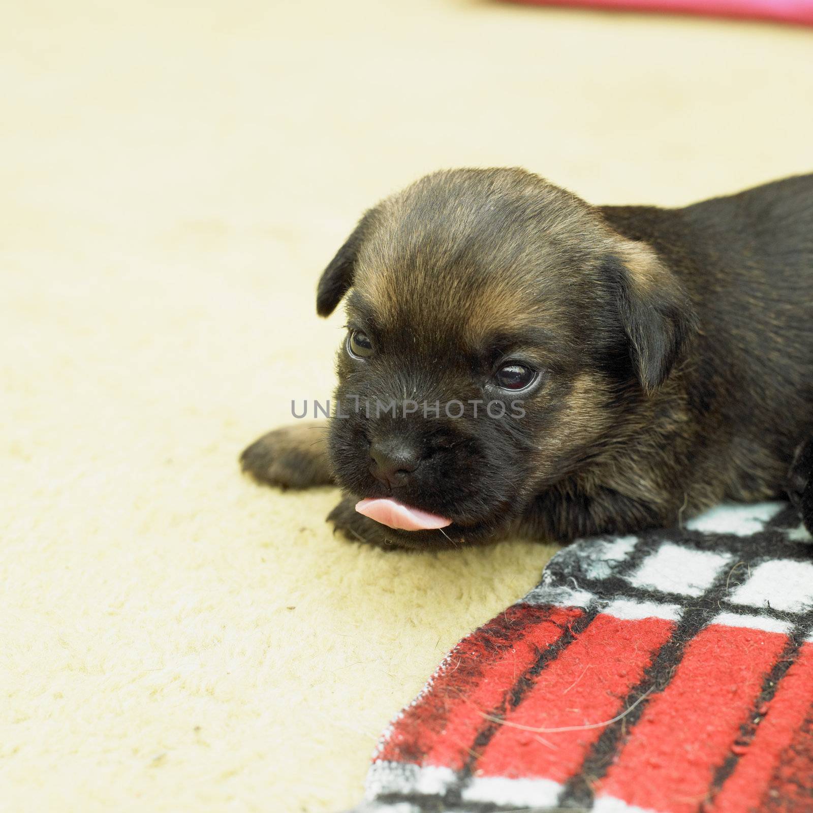 puppy (Border Terrier)