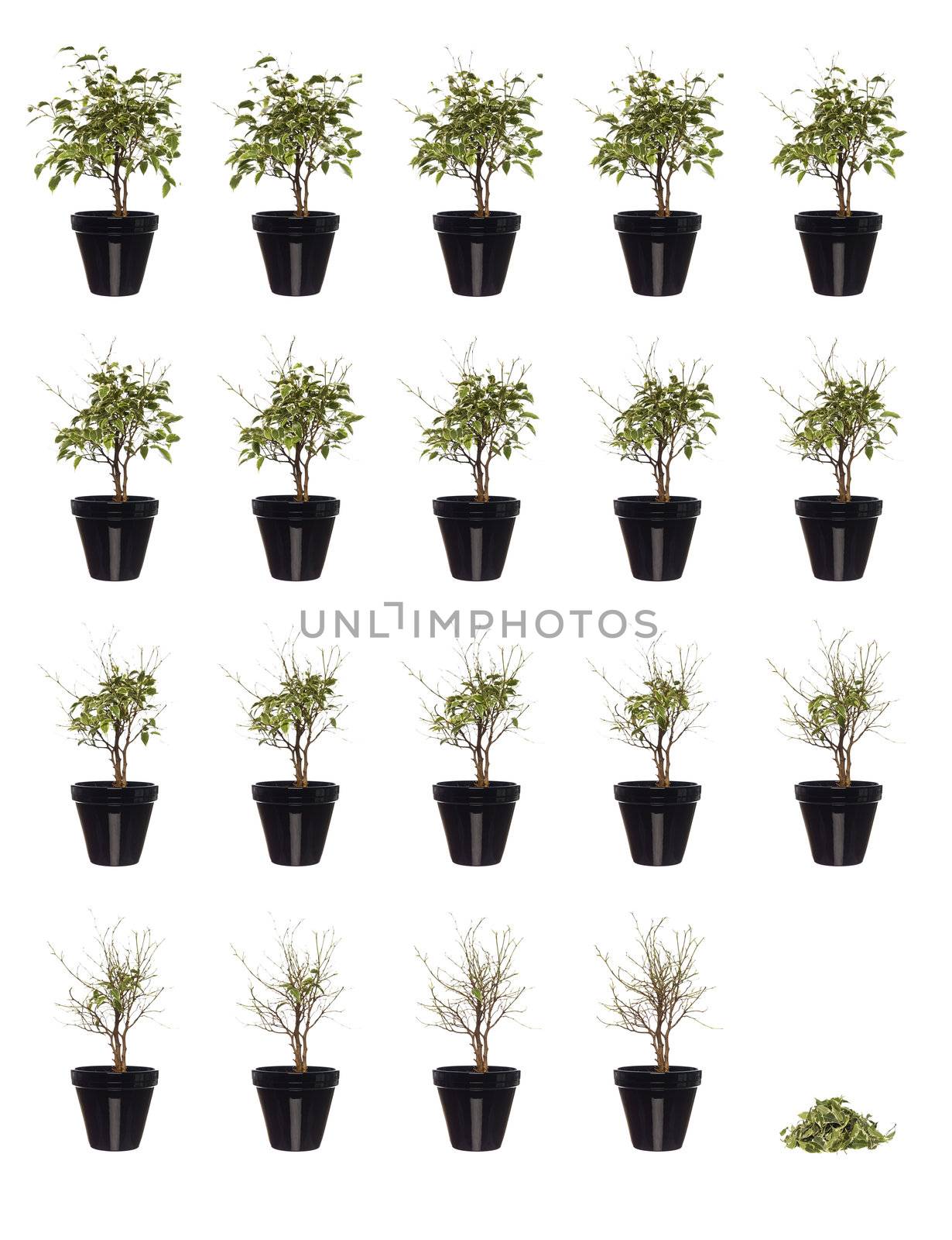 20 pictures of a potted plant in progress