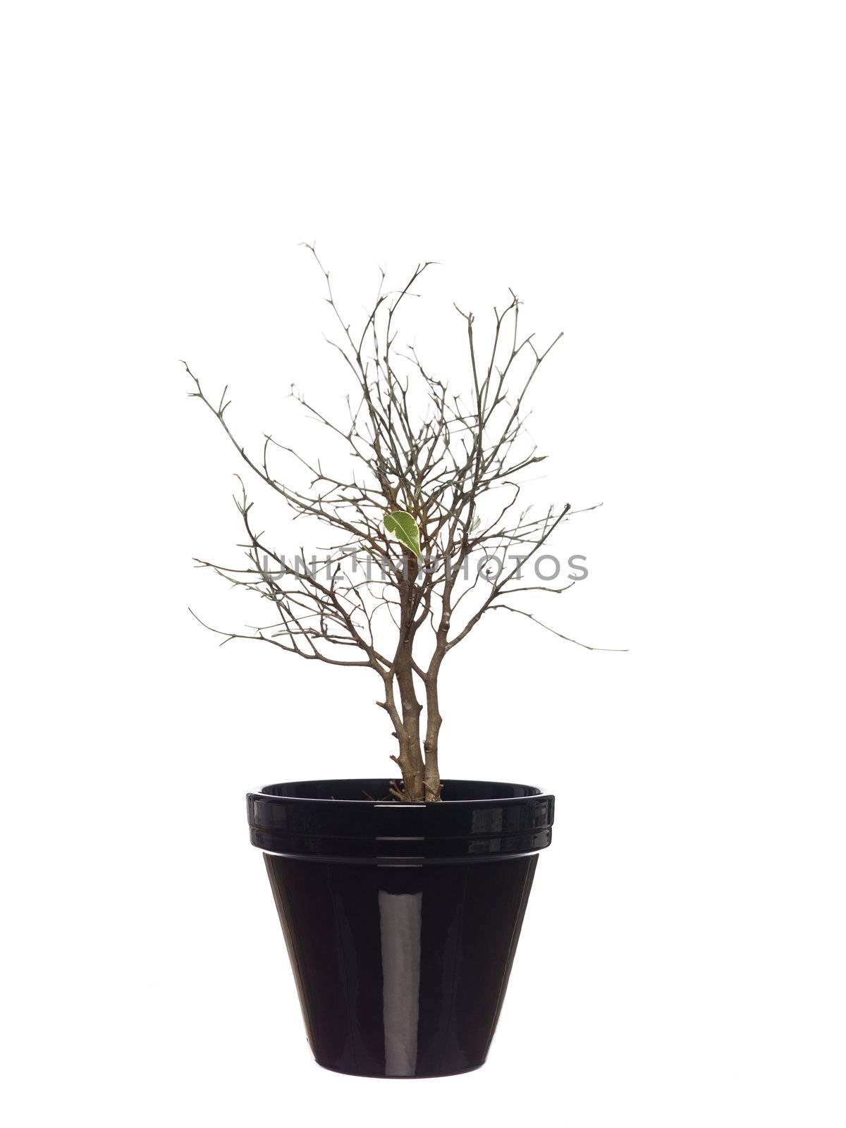 Withered potted plant