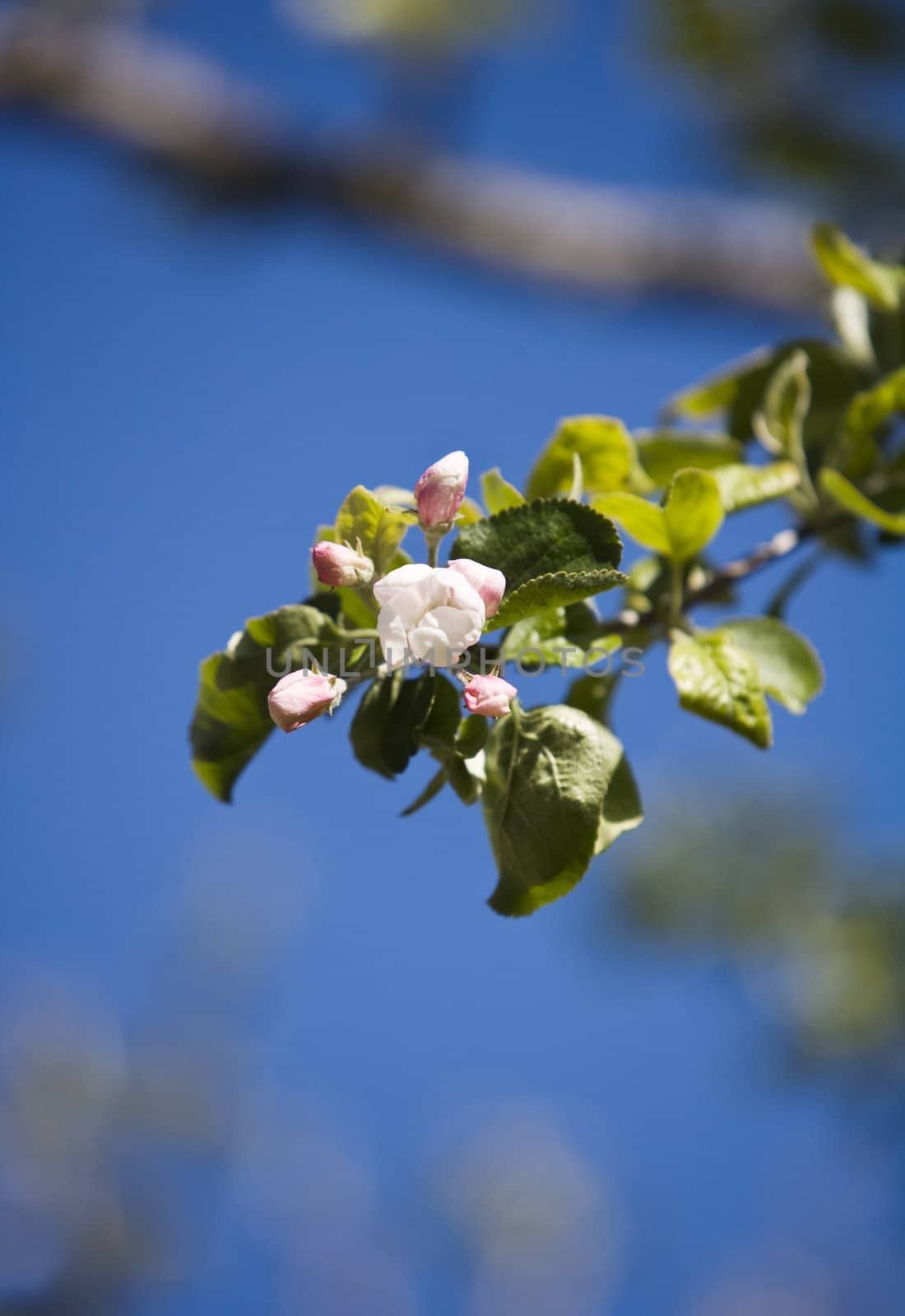 Apple blossom towards blue sky