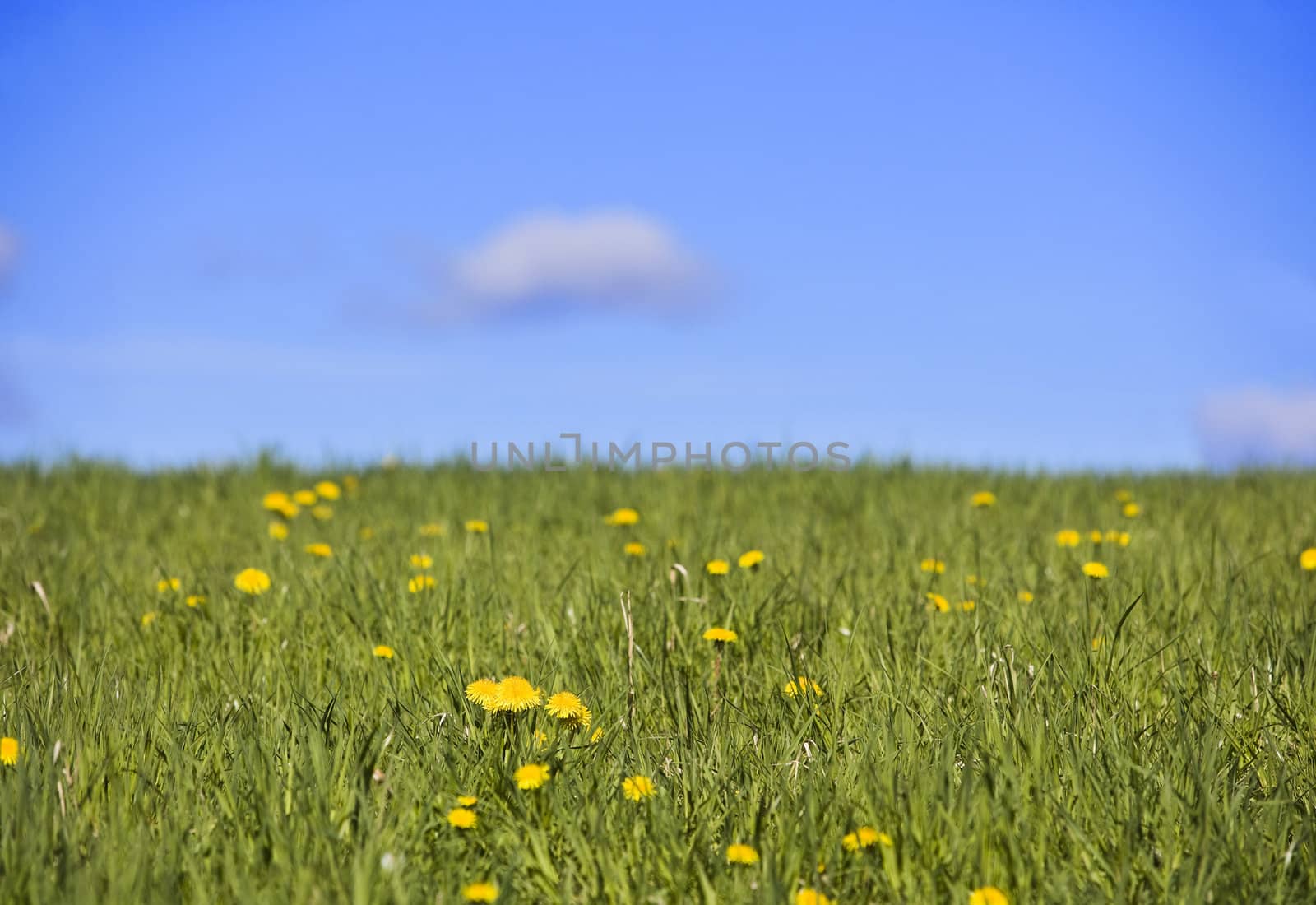 Field with dandelions and a blue sky by gemenacom