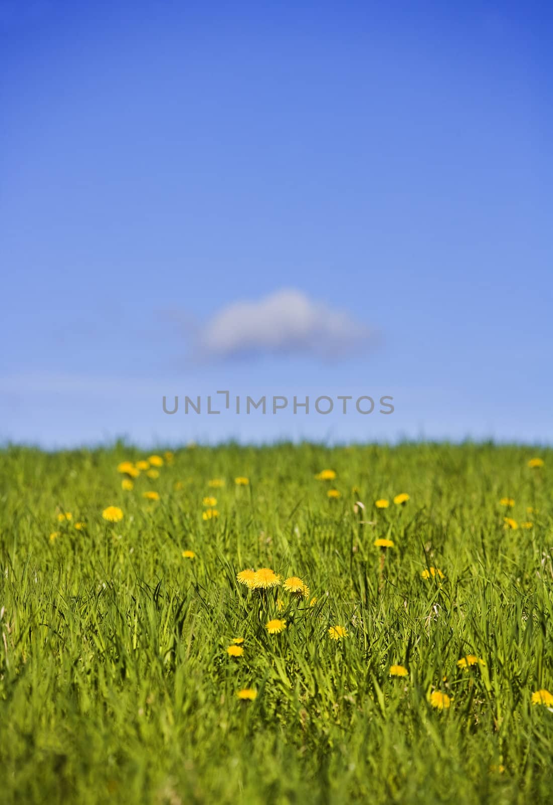 Field with dandelions towards blue sky