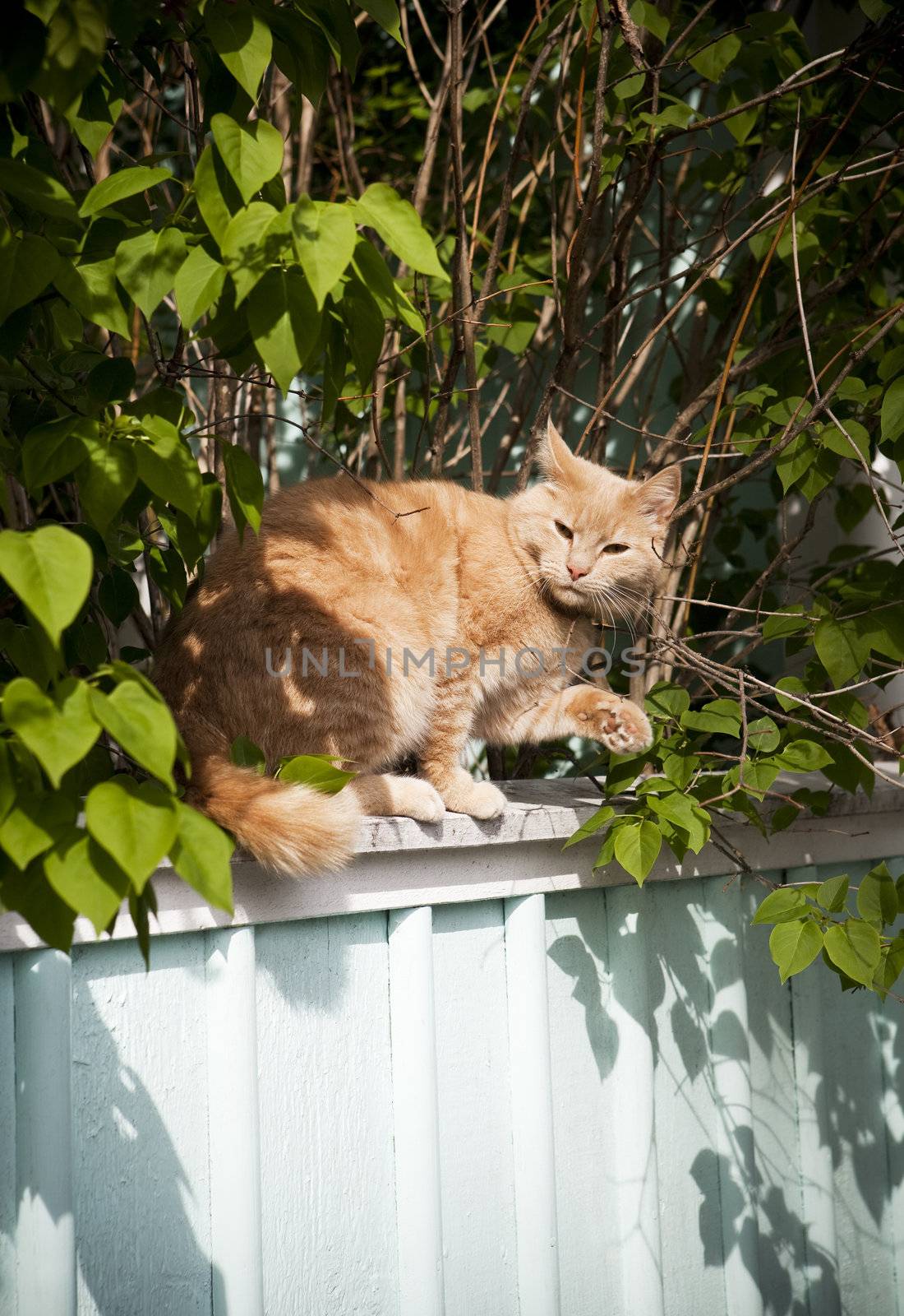 Cat on a fence