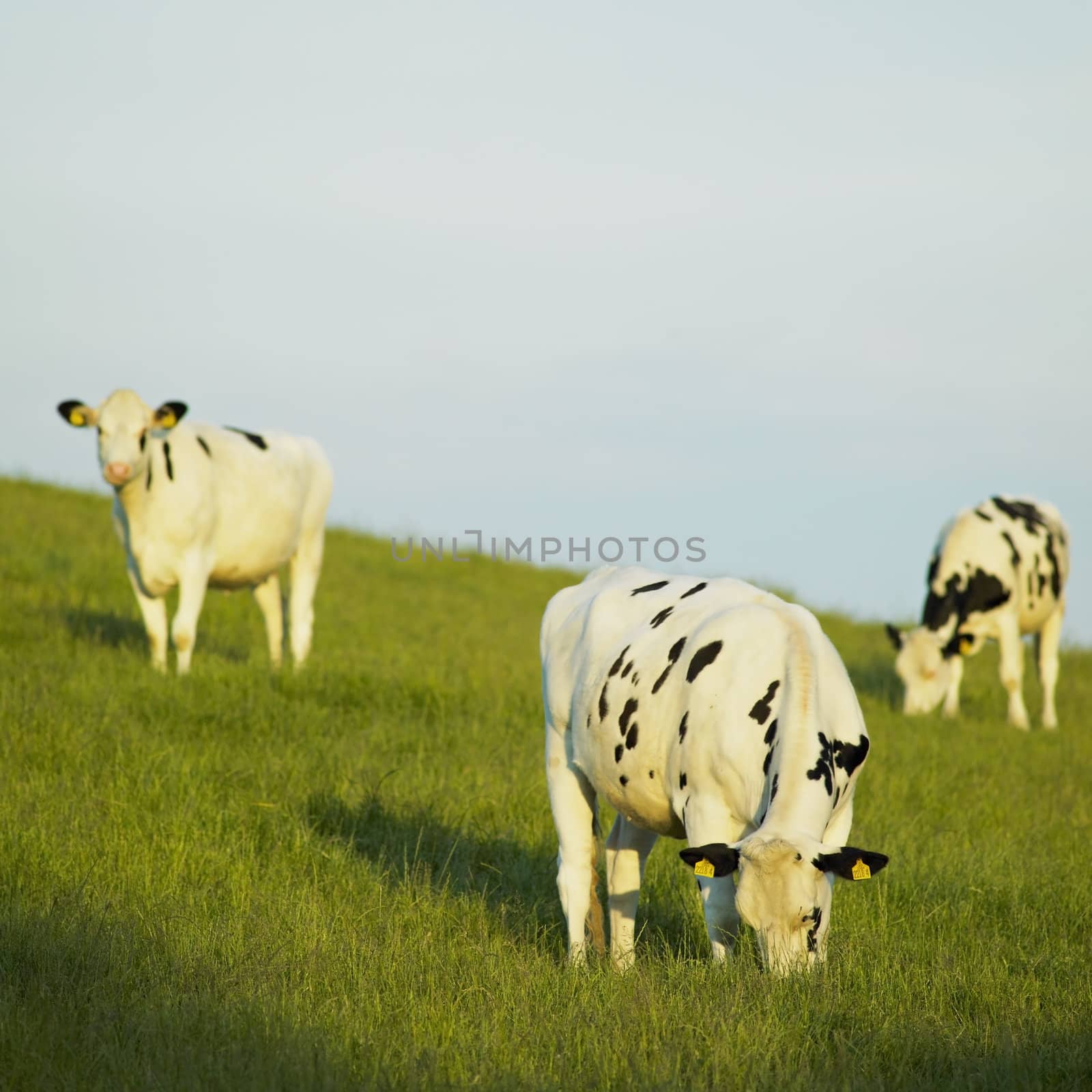 cows, County Down, Northern Ireland by phbcz