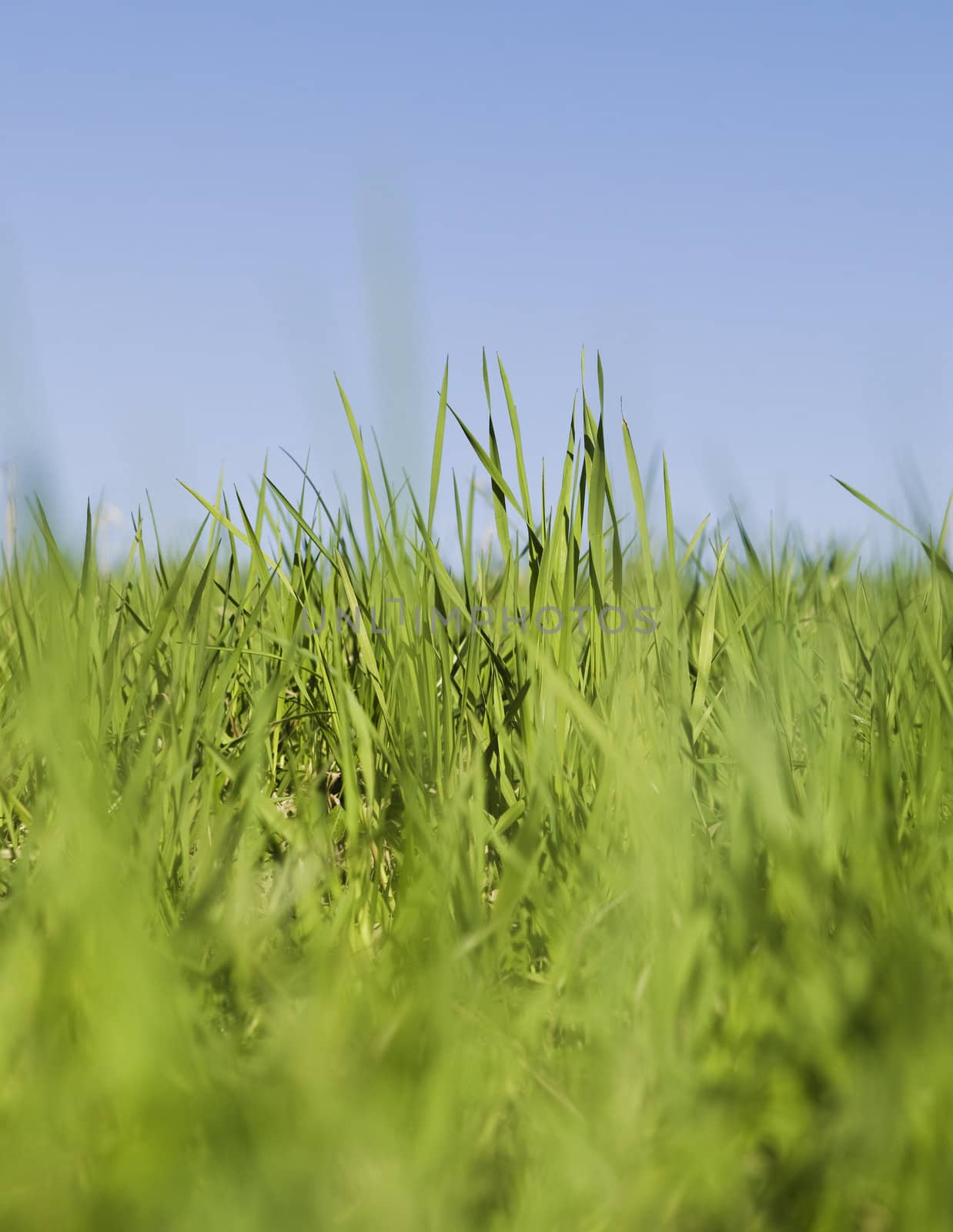 Green grass towards blue sky