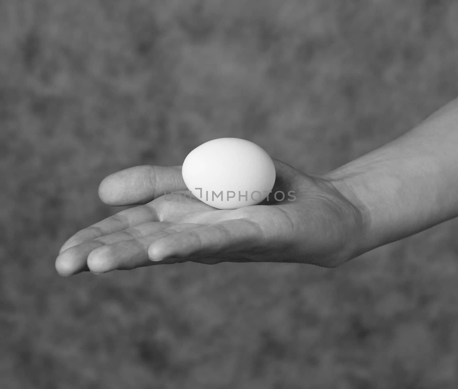 Egg in the palm of the hand by gemenacom