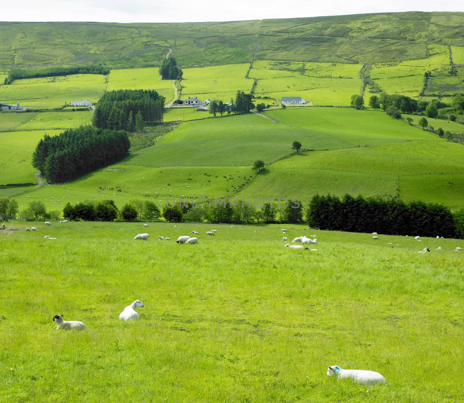 Sperrin Mountains, County Tyrone, Northern Ireland