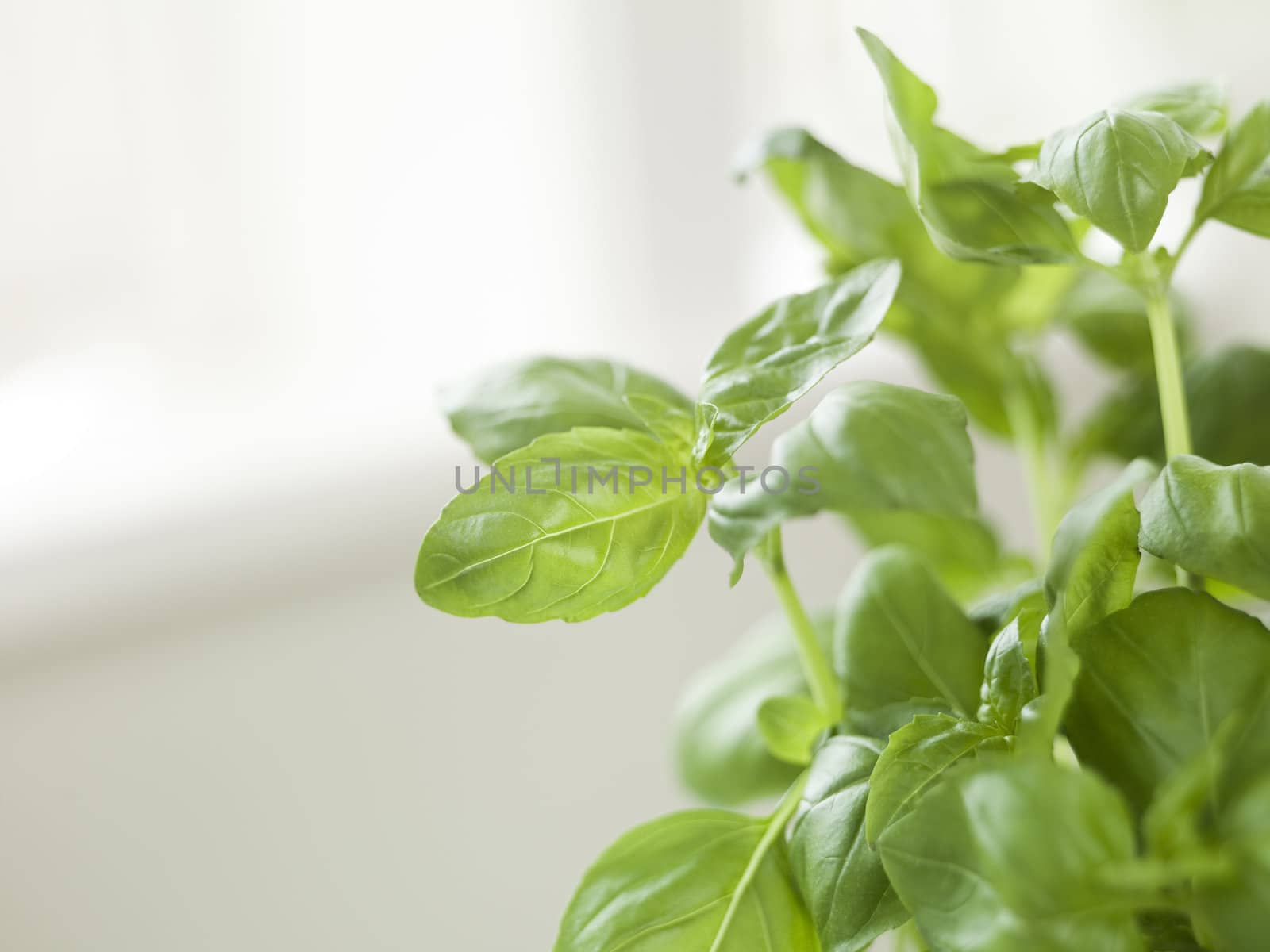 Close up of a basil sprig by gemenacom