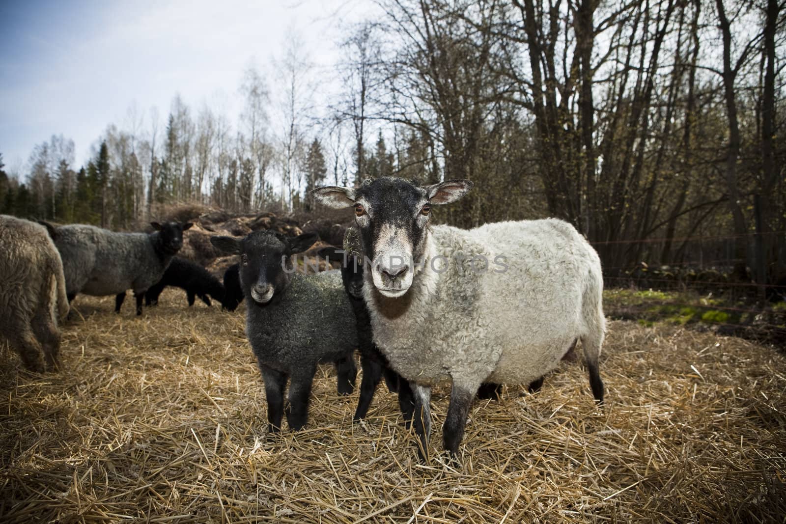 sheeps in a pasture by gemenacom