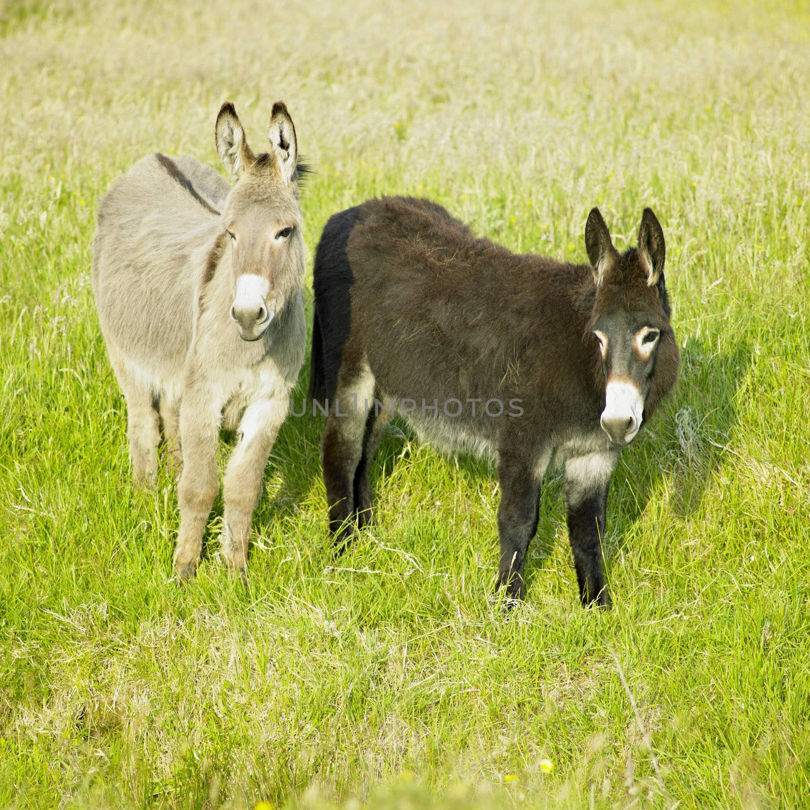 donkeys, County Donegal, Ireland by phbcz