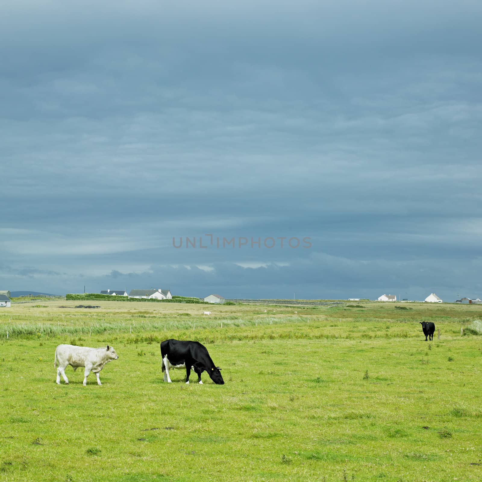 cows, The Mullet Peninsula, County Mayo, Ireland by phbcz