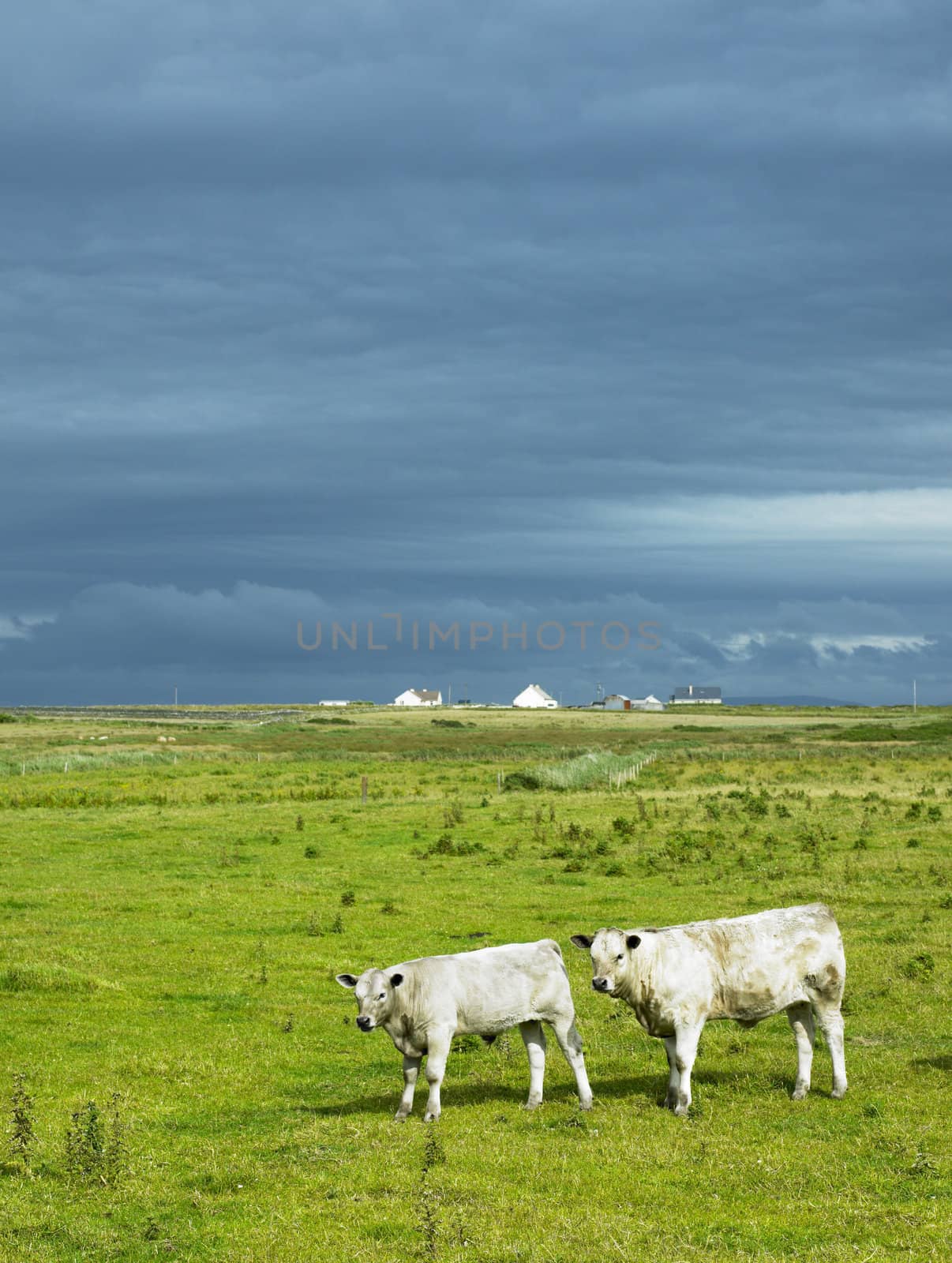 cows, The Mullet Peninsula, County Mayo, Ireland
