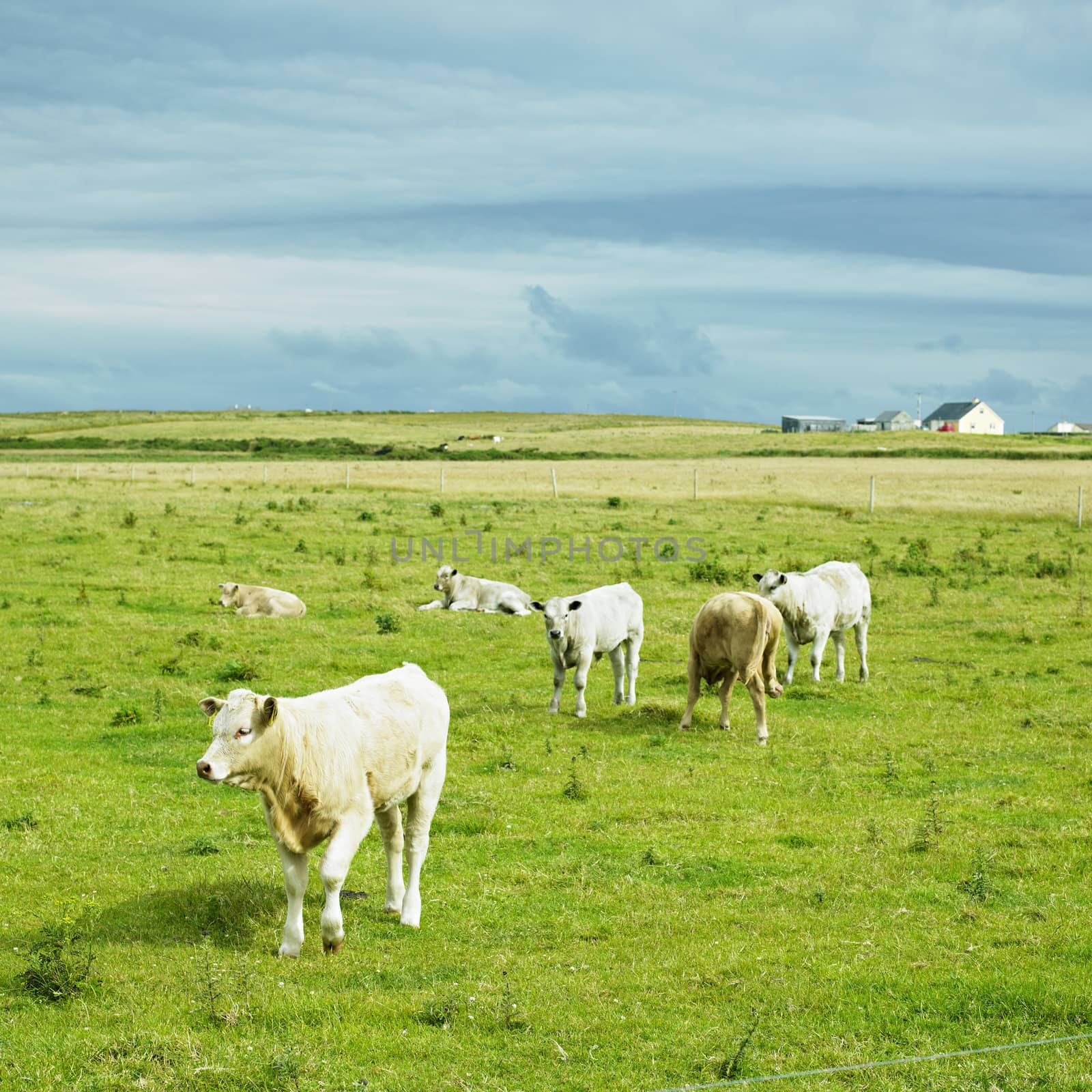 cows, The Mullet Peninsula, County Mayo, Ireland by phbcz