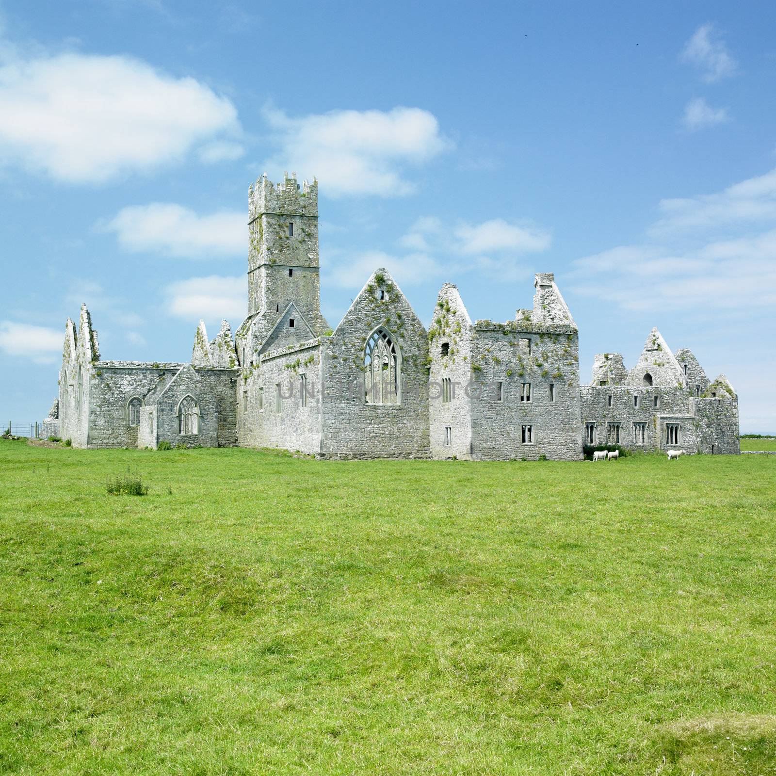 Ross Errilly Priory, County Galway, Ireland by phbcz