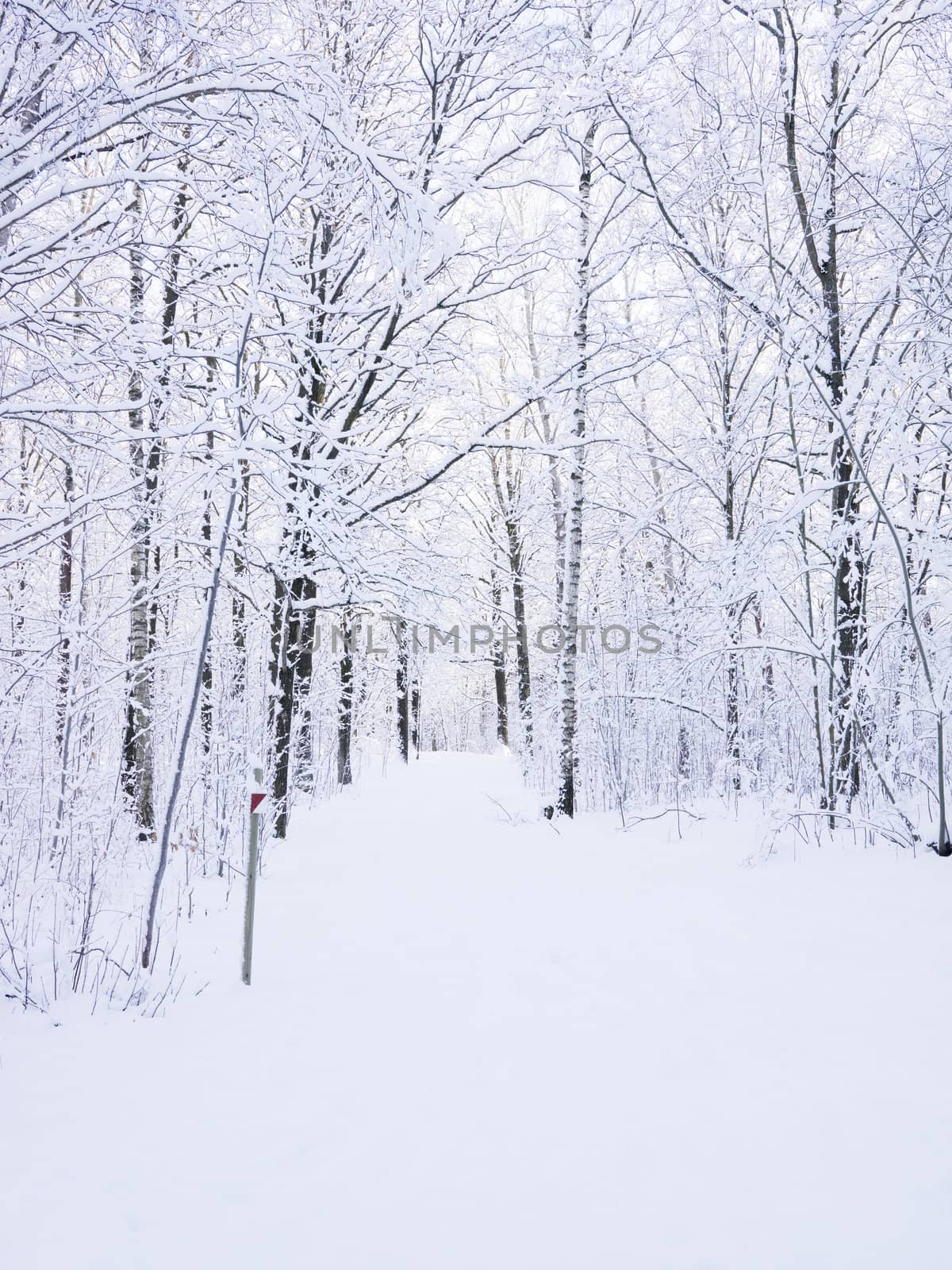 Windy road in winter