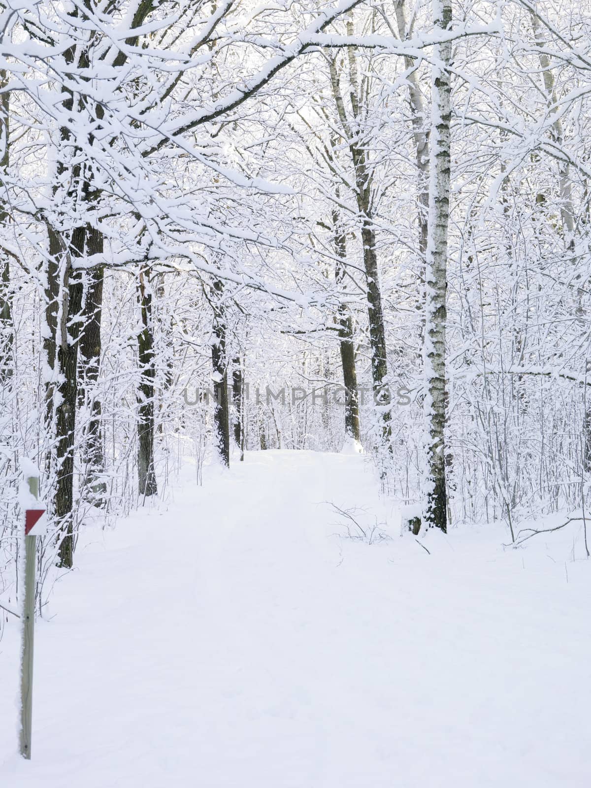 Windy road in winter