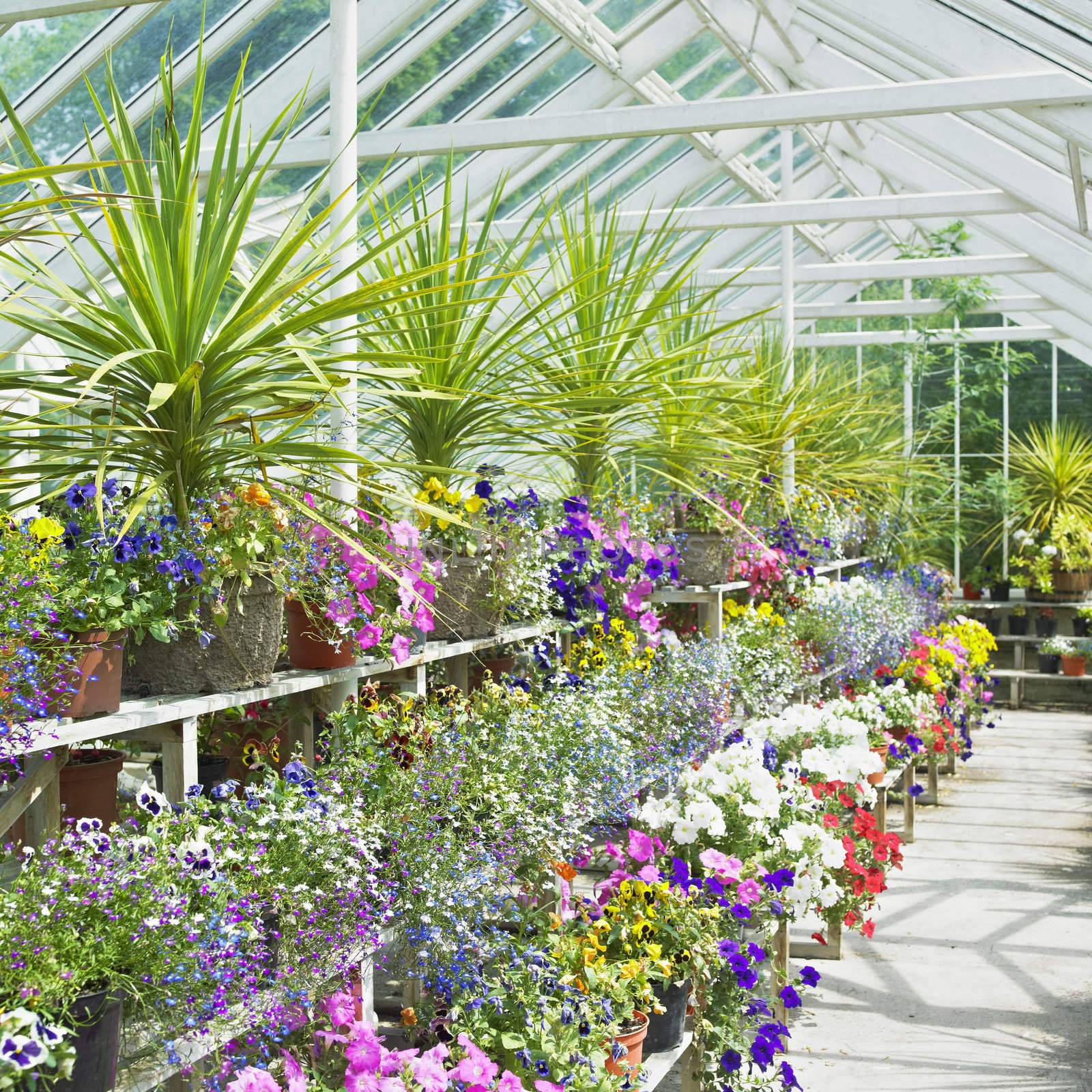 greenhouse, Birr Castle Gardens, County Offaly, Ireland