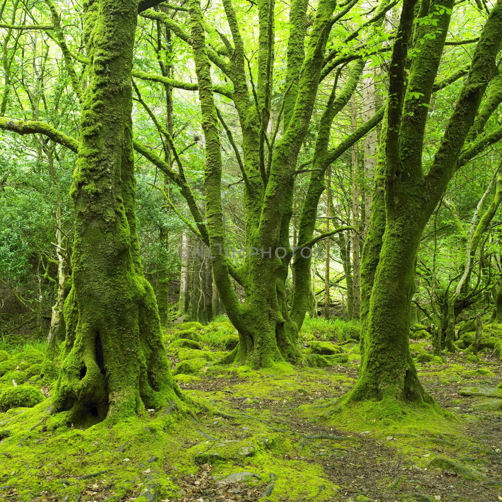 forest, Killarney National Park, County Kerry, Ireland by phbcz