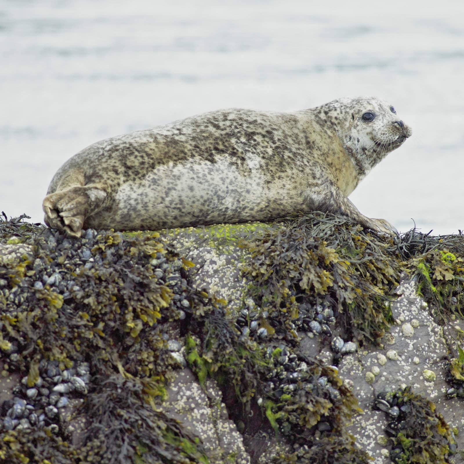 seal, Bantry Bay, County Cork, Ireland