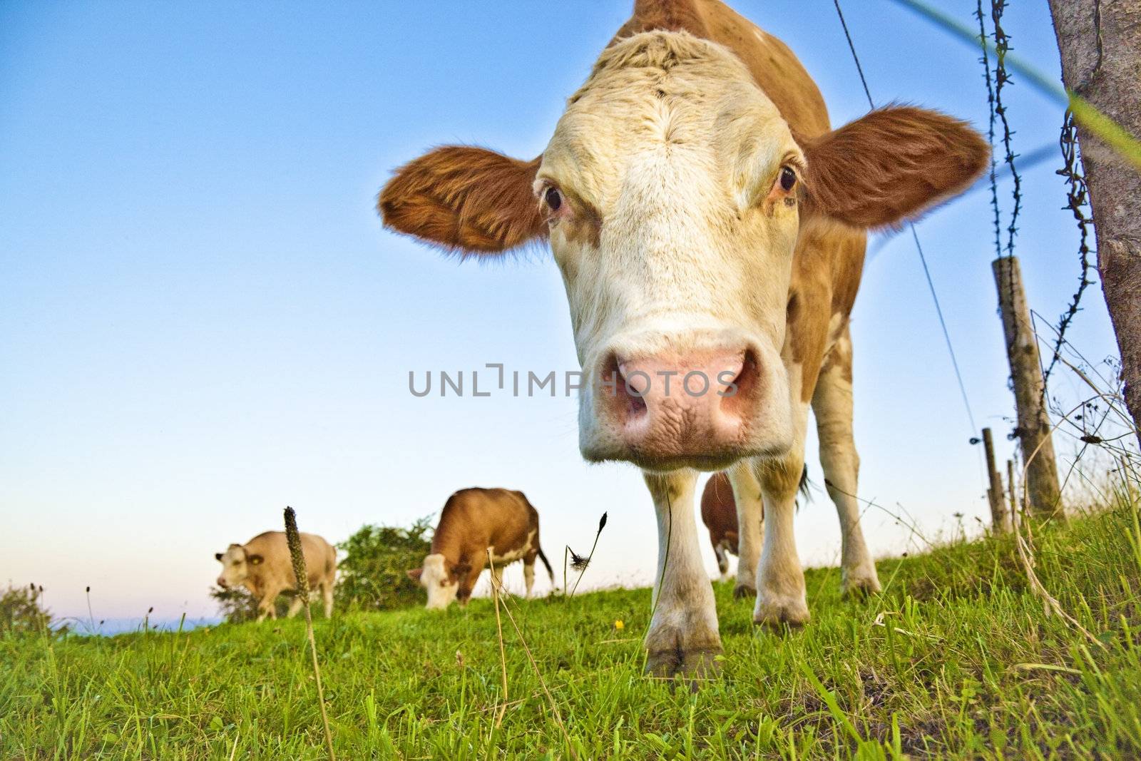 A photography of a curious brown cow