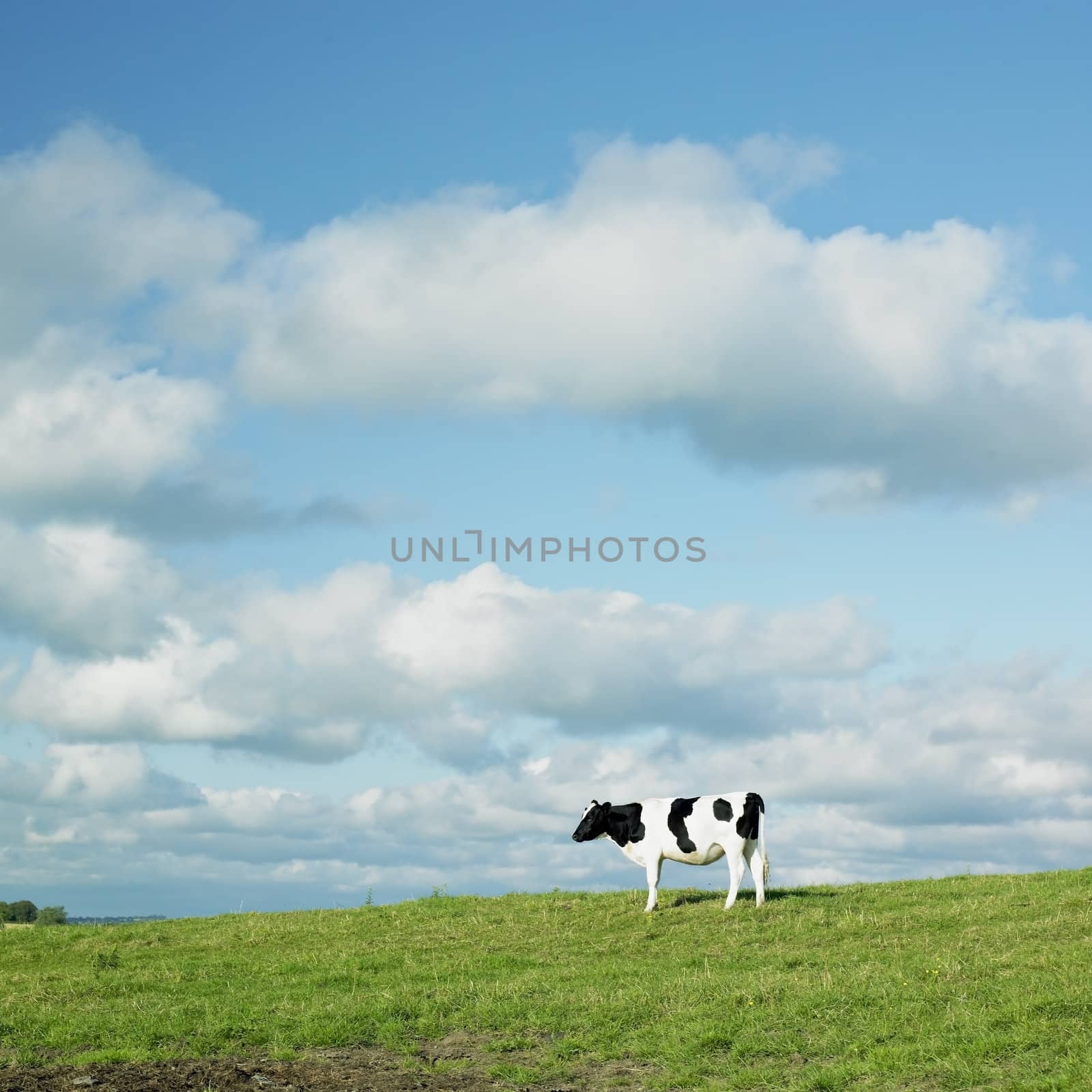 cow, County Kilkenny, Ireland by phbcz