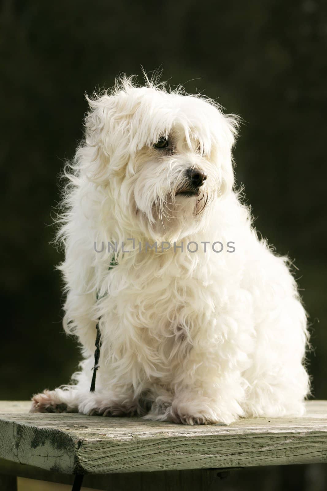 Maltese dog by lovleah