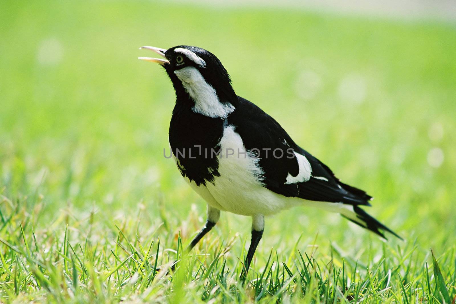 Magpie-lark in grass (film)

This is a magpie-lark (no relation to the magpie or the lark) A bird of Australia that builds an unusual mud nest which is lined with grass and feathers. 
This one is a male, identified by its white eyebrow (females have an all white face). 
