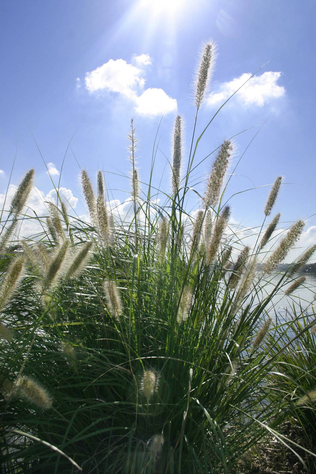 Sunbeams on ornamental grass by lovleah