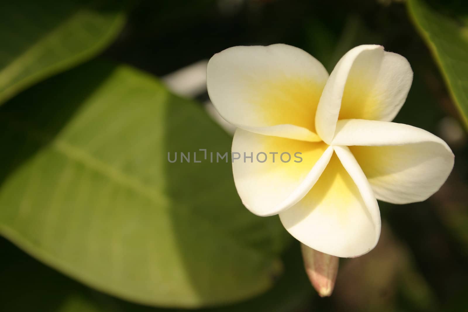 Tropical frangipani by lovleah