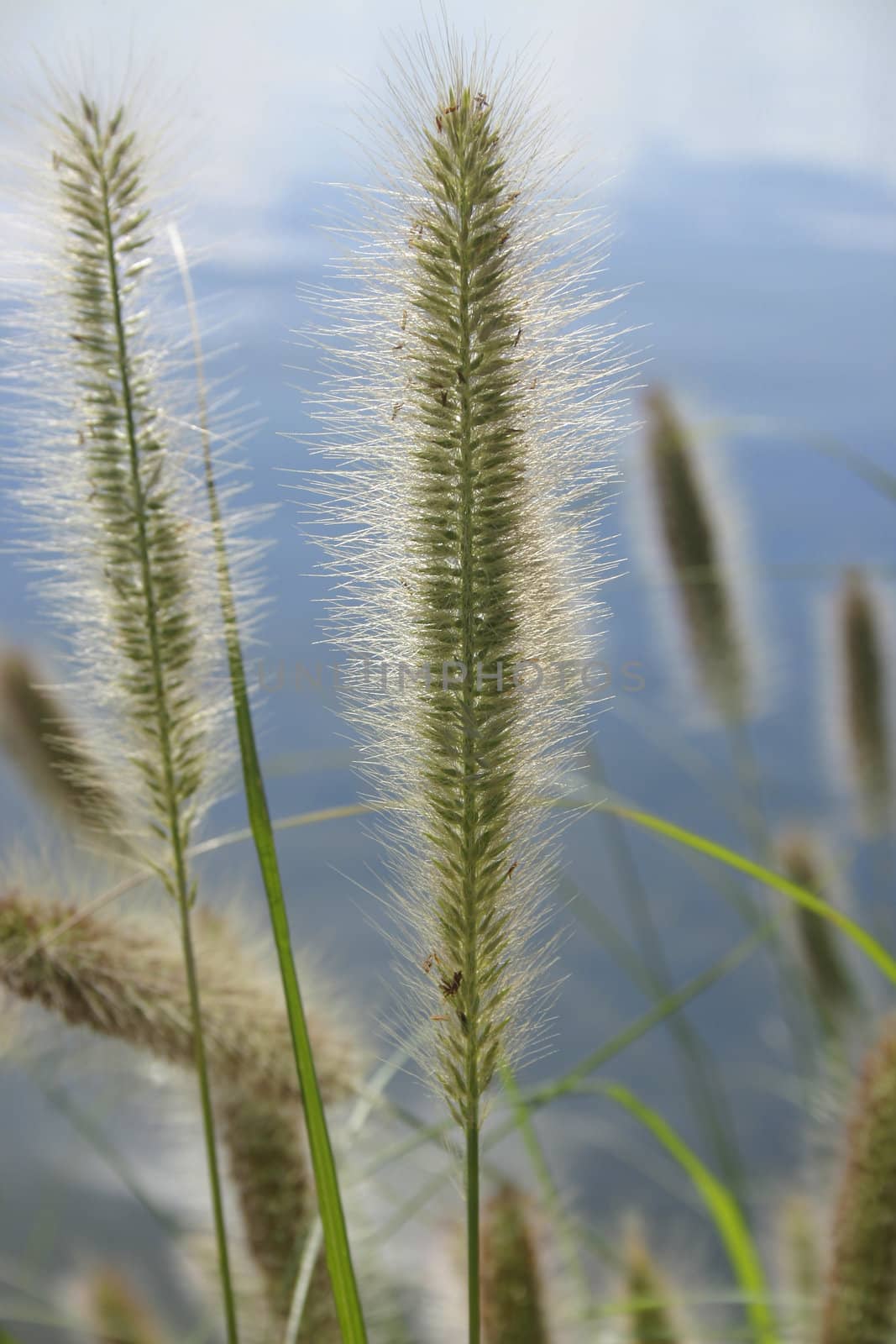 Pennisetum alopecuroides - Canada Bay  by lovleah