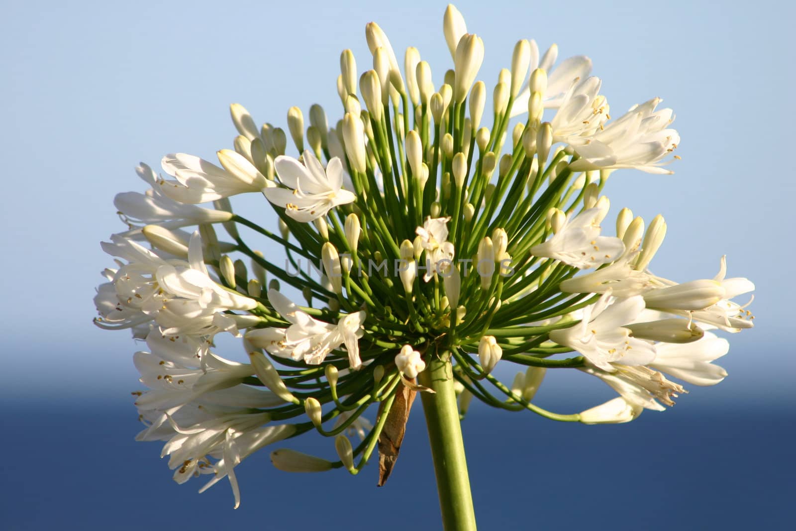 Ocean agapanthus by lovleah