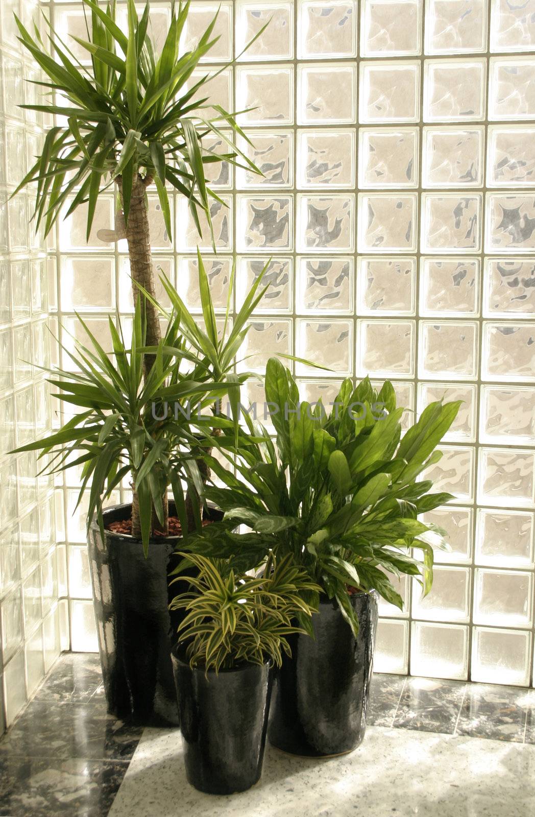 Indoor potted plants by a glass brick wall