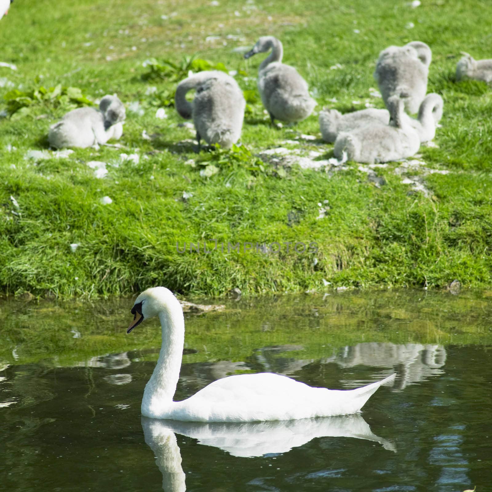 swans, Tully, County Kildare, Ireland