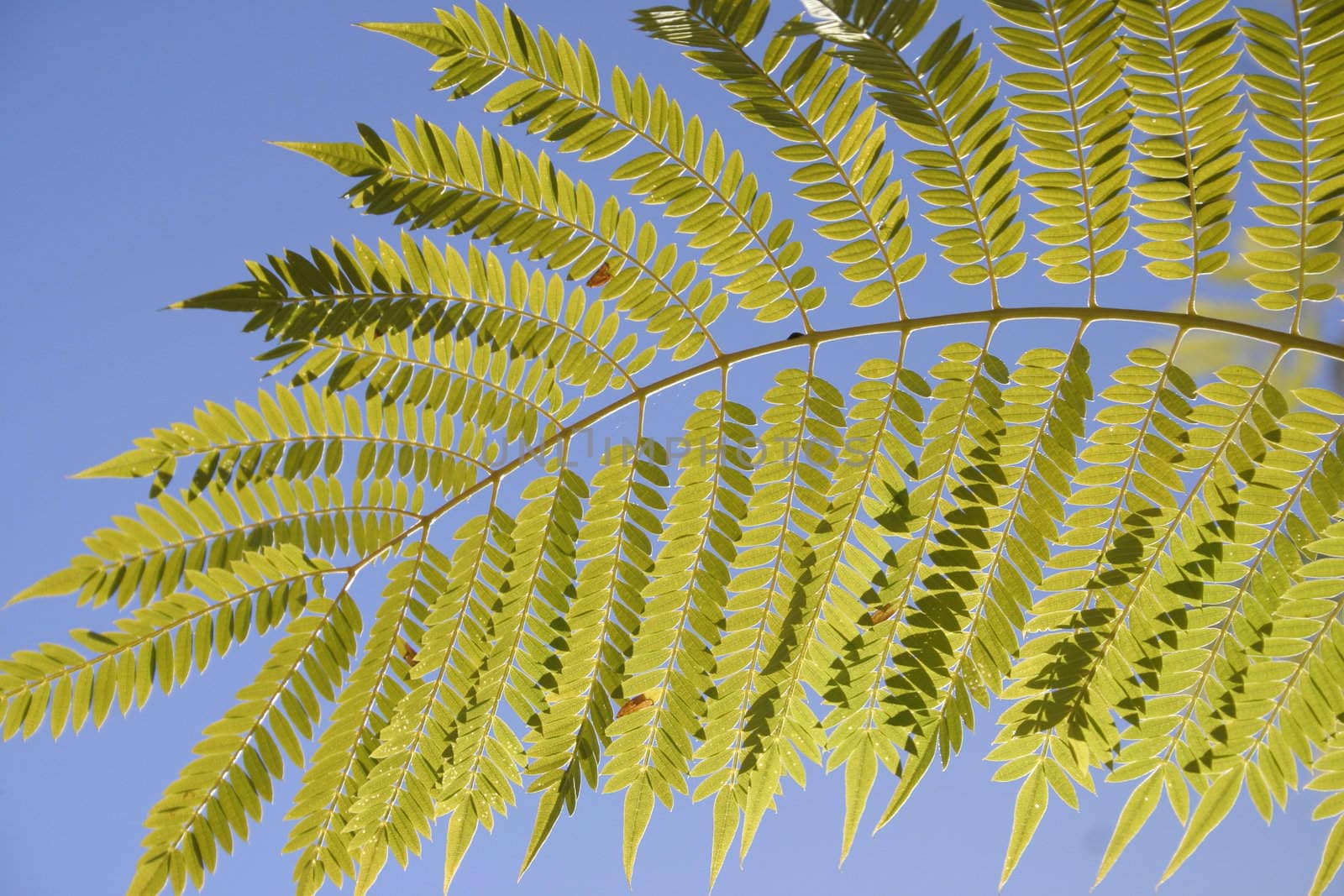 Jacaranda leaf against a blue sky