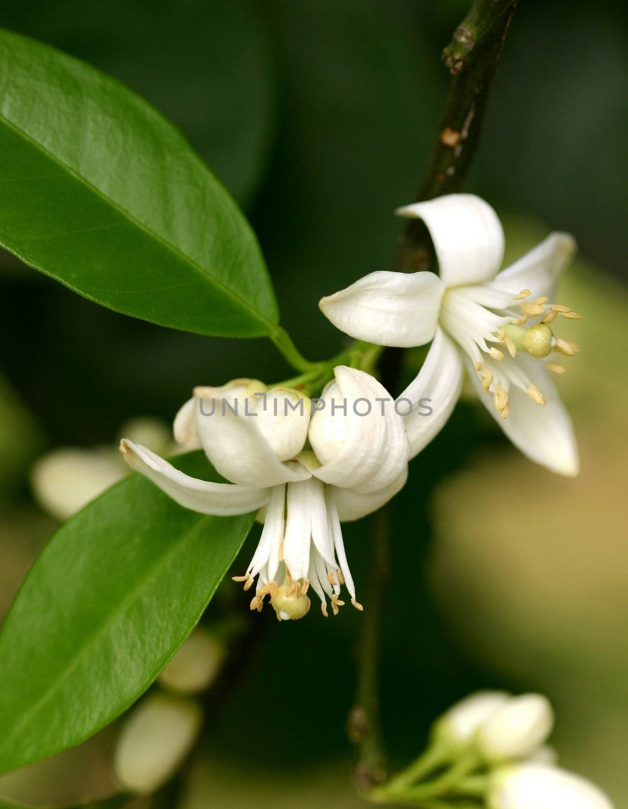 Orange blossom is the waxy, white blossom of the orange tree. Orange blossom are very fragrant. The Orange blossoms bloom in clusters of 1-6 during in spring and result in oranges the following autumn or winter. Last year's oranges often are still on the trees when the new Orange blossom are blooming.


