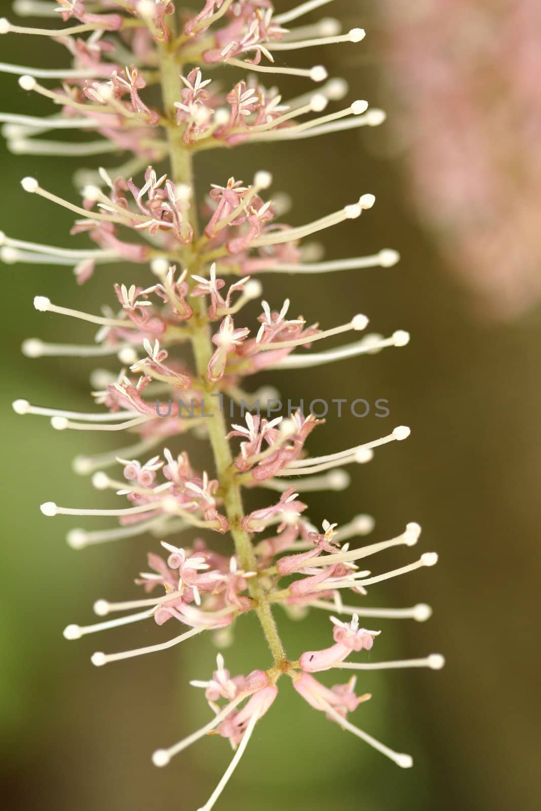 Closeup of a macadamia flower.  The flower cluster is a raceme with 200 or more  flowers, that have no petals, but four petaloid sepals. Flowers are pink on M. tetraphylla and creamy white on M. integrifolia. Each flower has four stamens and a pistil with an ovary which contains two ovules. Nut development in macadamia from full flowering (anthesis) to kernel maturity takes about 30 weeks.  Shallow dof to blur background.