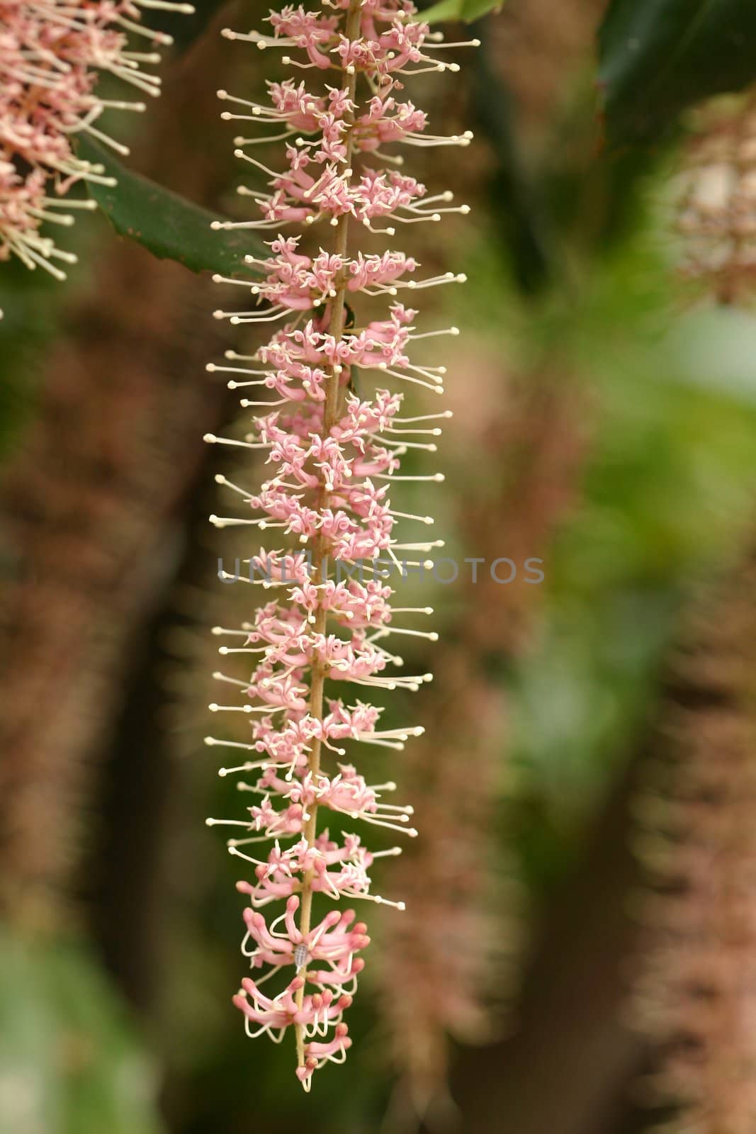 Macadamia  tetraphylla.  The pink flower cluster is a raceme with 200 or more  flowers, that have no petals, but four petaloid sepals. Focus is to foreground only.