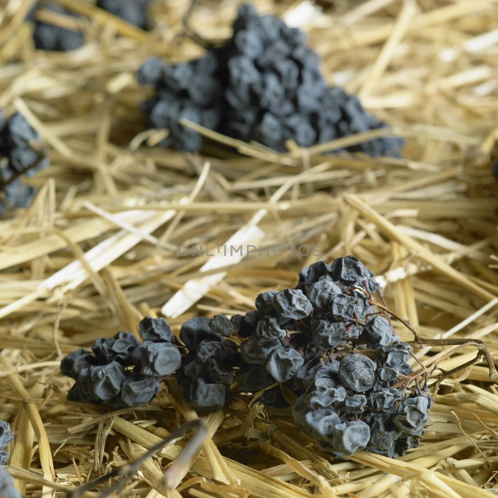 grapes drying for straw wine (neronet), Biza Winery, Cejkovice, Czech Republic