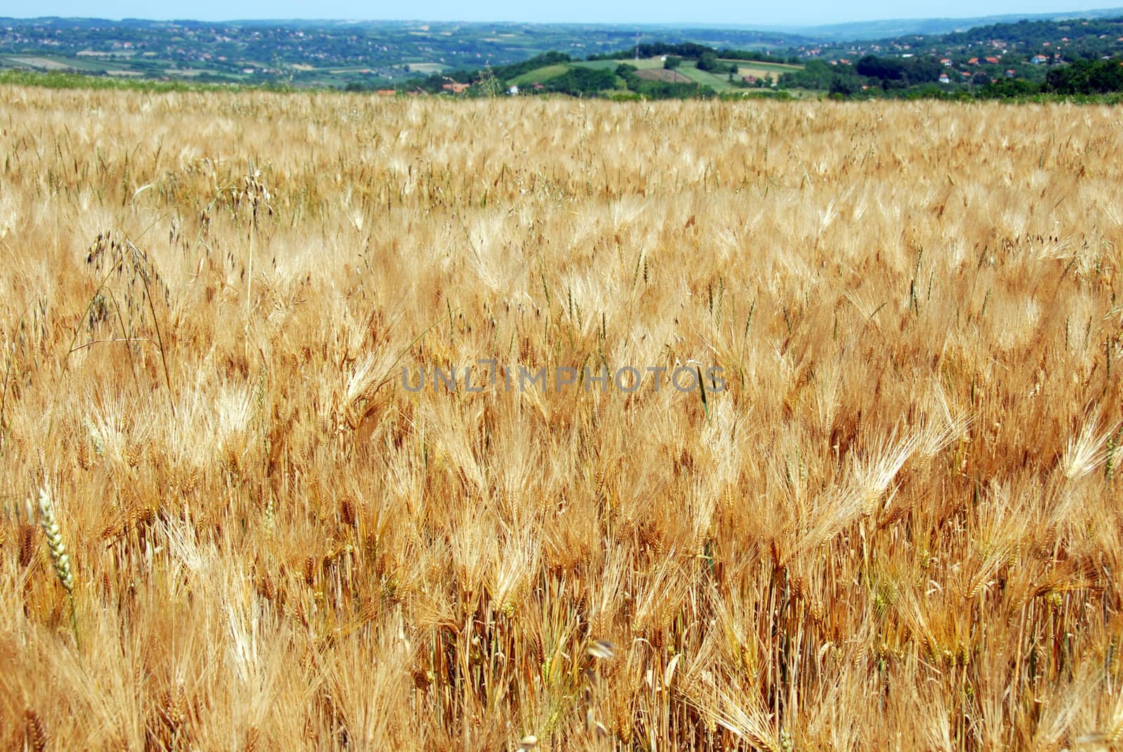yellow wheat field, summer rural Serbia landscape