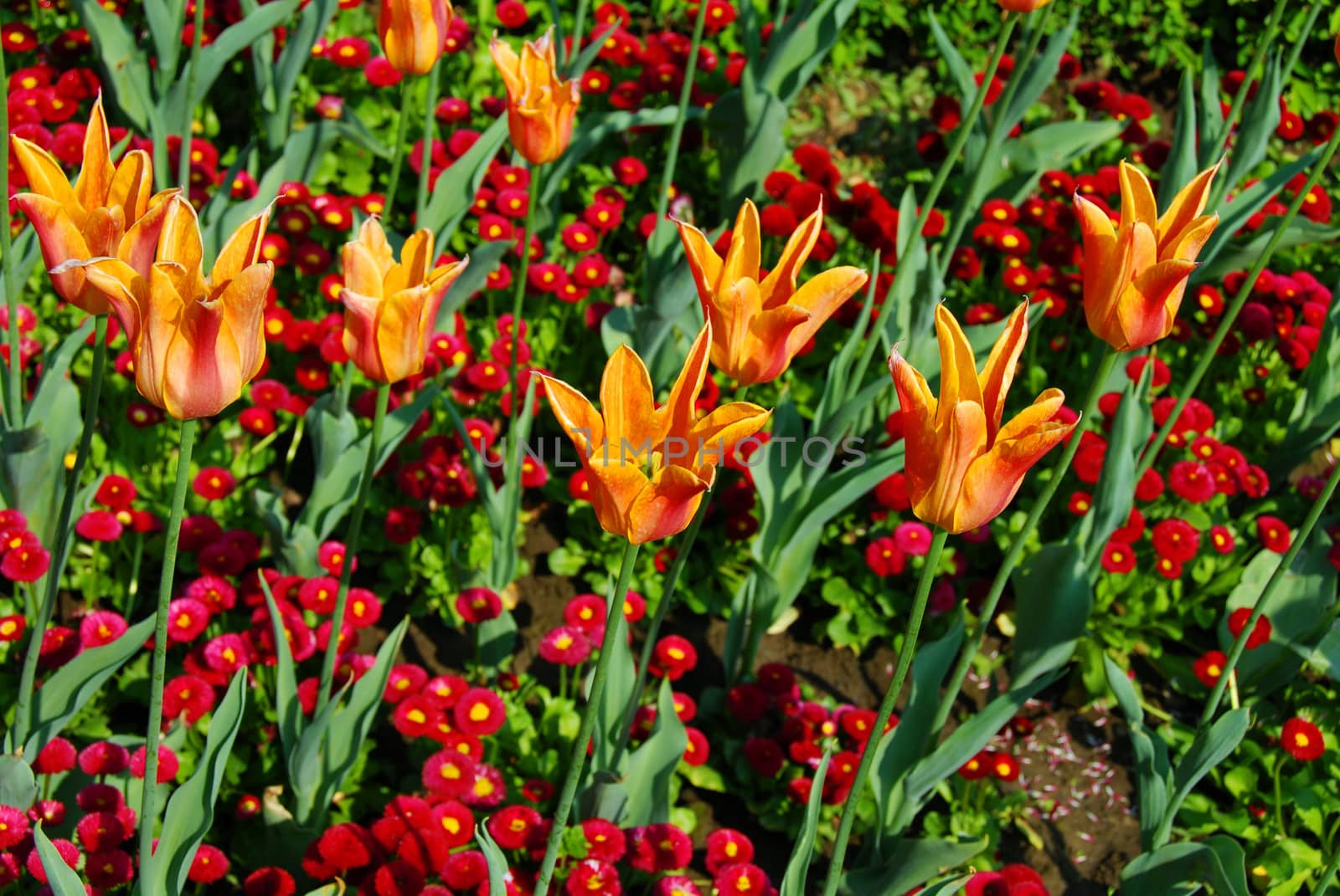 red and yellow  tulips natural floral backgrounds outdoor