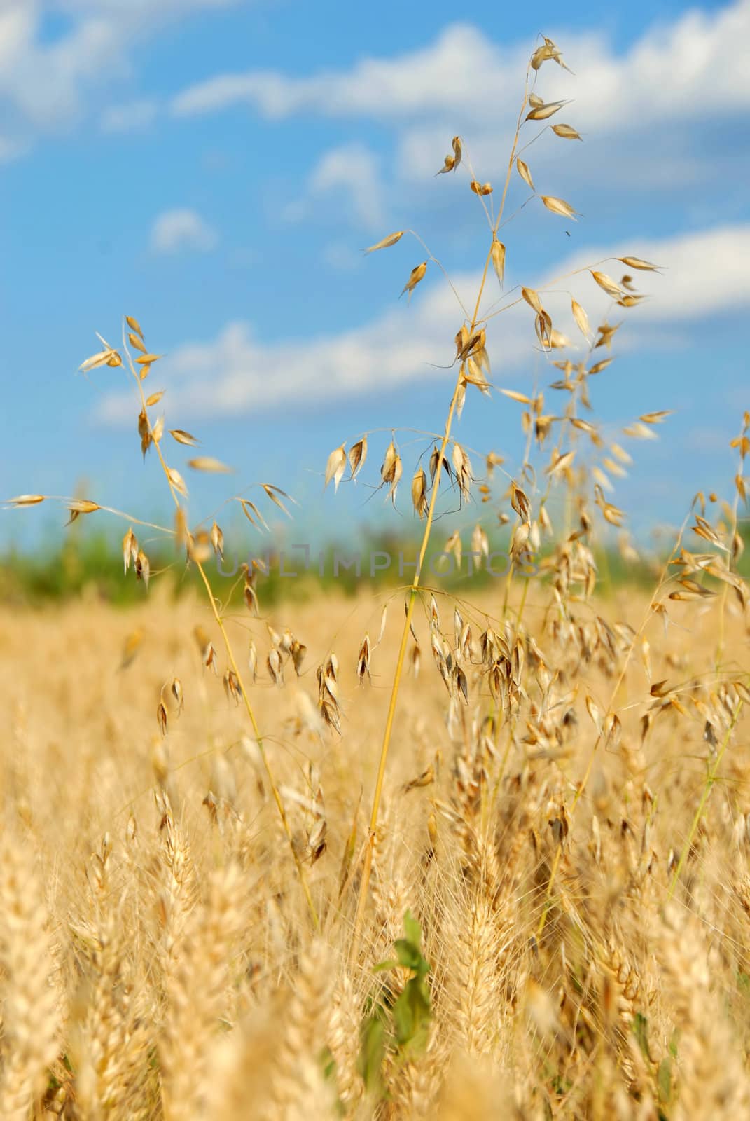 oat plant over yellow wheat field summer background