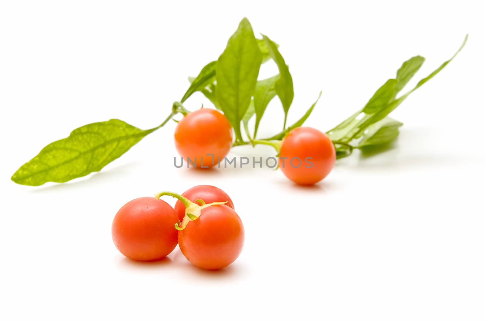 Freshly harvested tomatoes on white background