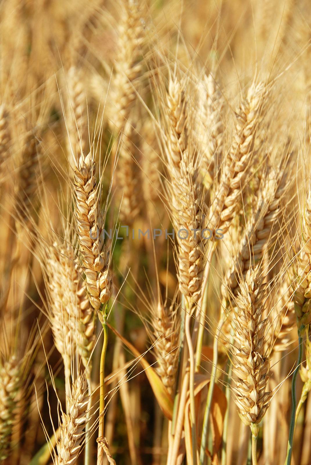 yellow wheat filed over blue sky background