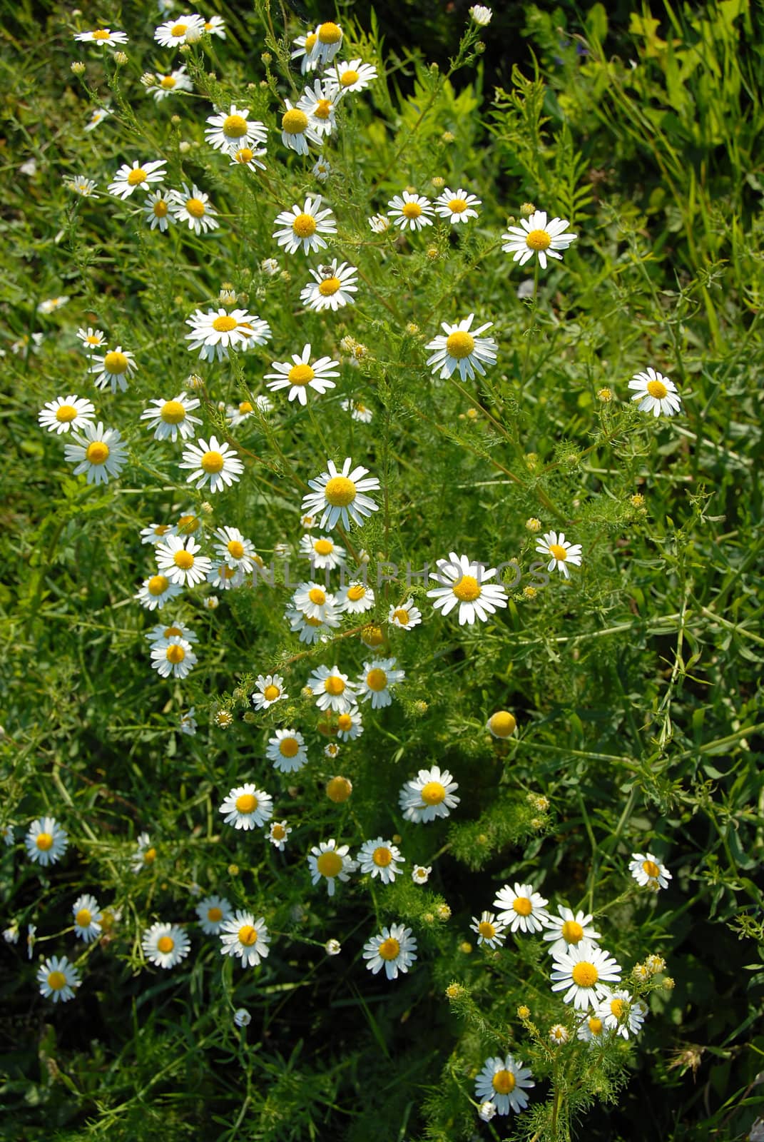 blooming daisies over green  field summer background