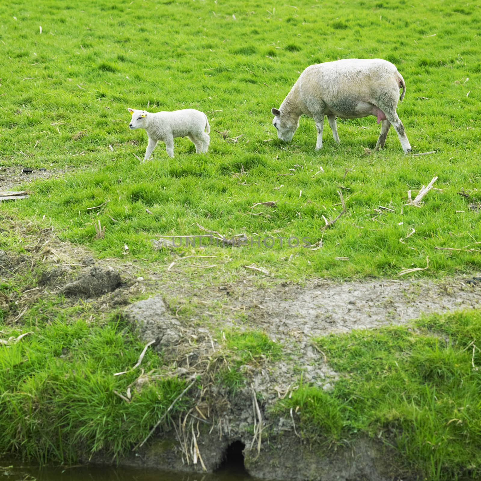sheep with a lamb, Netherlands