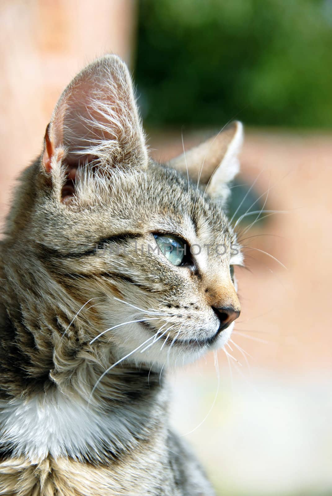 young domestic mixed-bread gray cat with green eyes