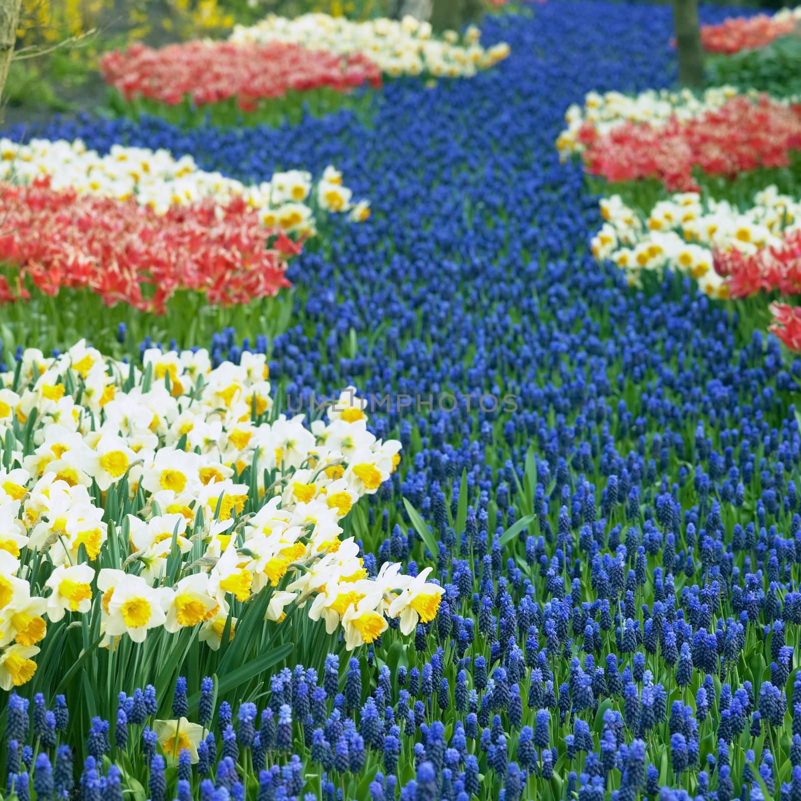 Keukenhof Gardens, Lisse, Netherlands